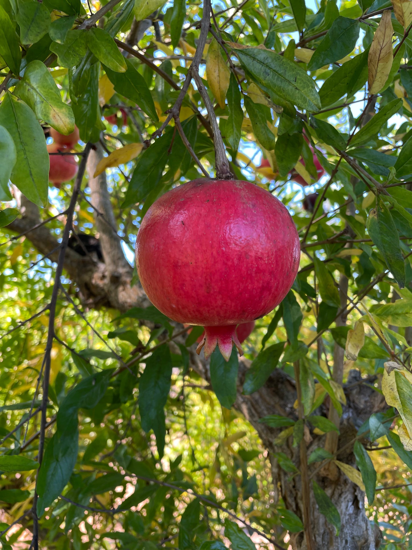 Pomegranate- 2 large or 3 medium