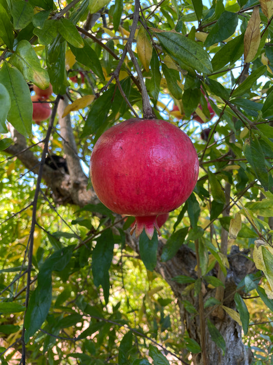 Pomegranate- 2 large or 3 medium