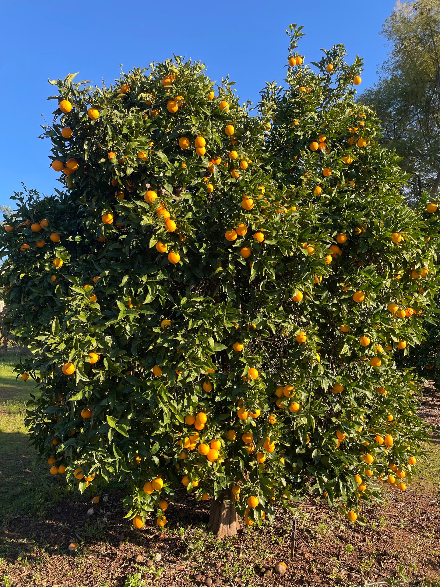 Mixed Small Oranges- Valencia & Navel- 1 Dozen