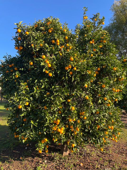Mixed Small Oranges- Valencia & Navel- 1 Dozen