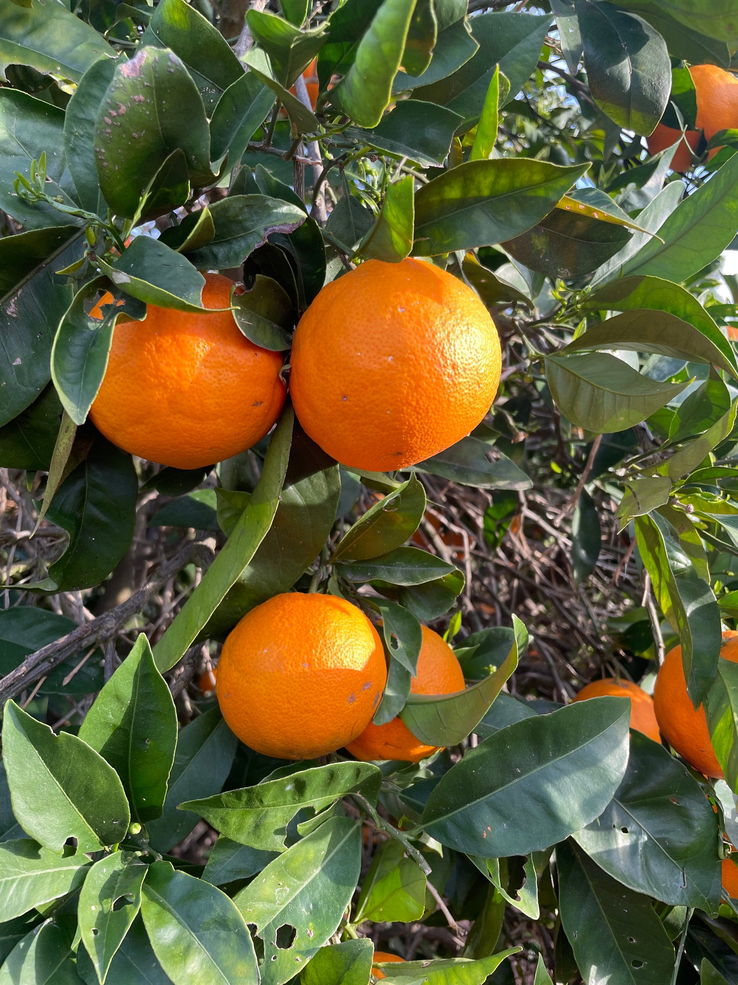 Cara Cara Oranges- 1 Dozen