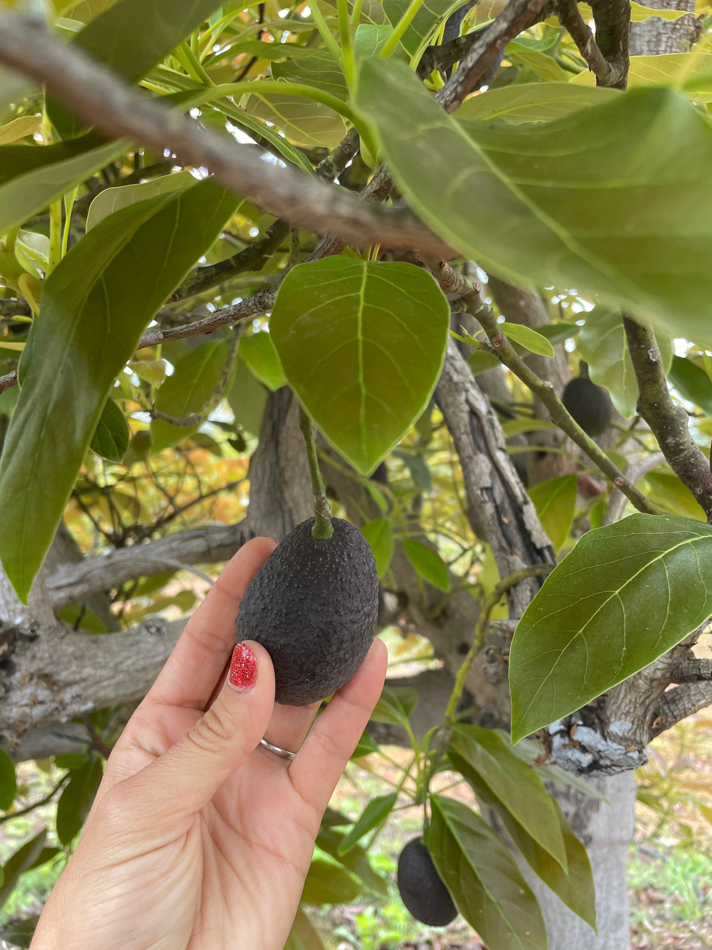 Single Serving Hass Avocados - Ten Pieces