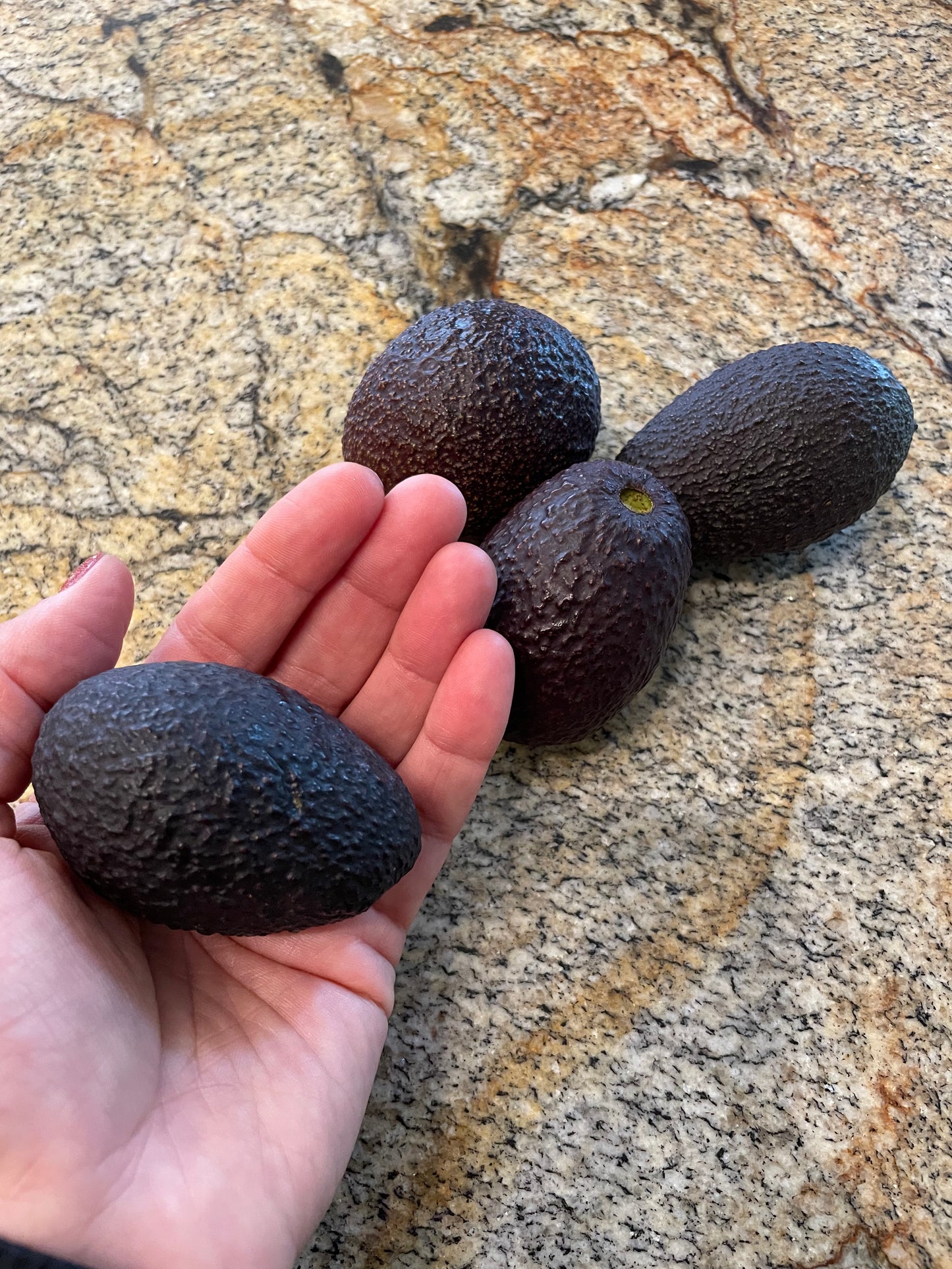 Single Serving Hass Avocados - Ten Pieces