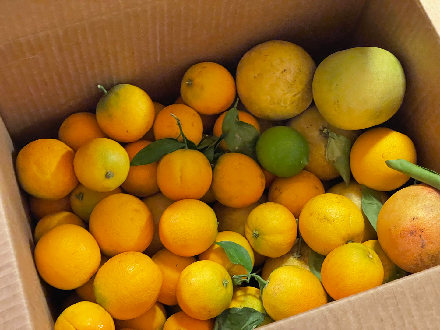 Mixed Small Oranges- Valencia & Navel- 1 Dozen
