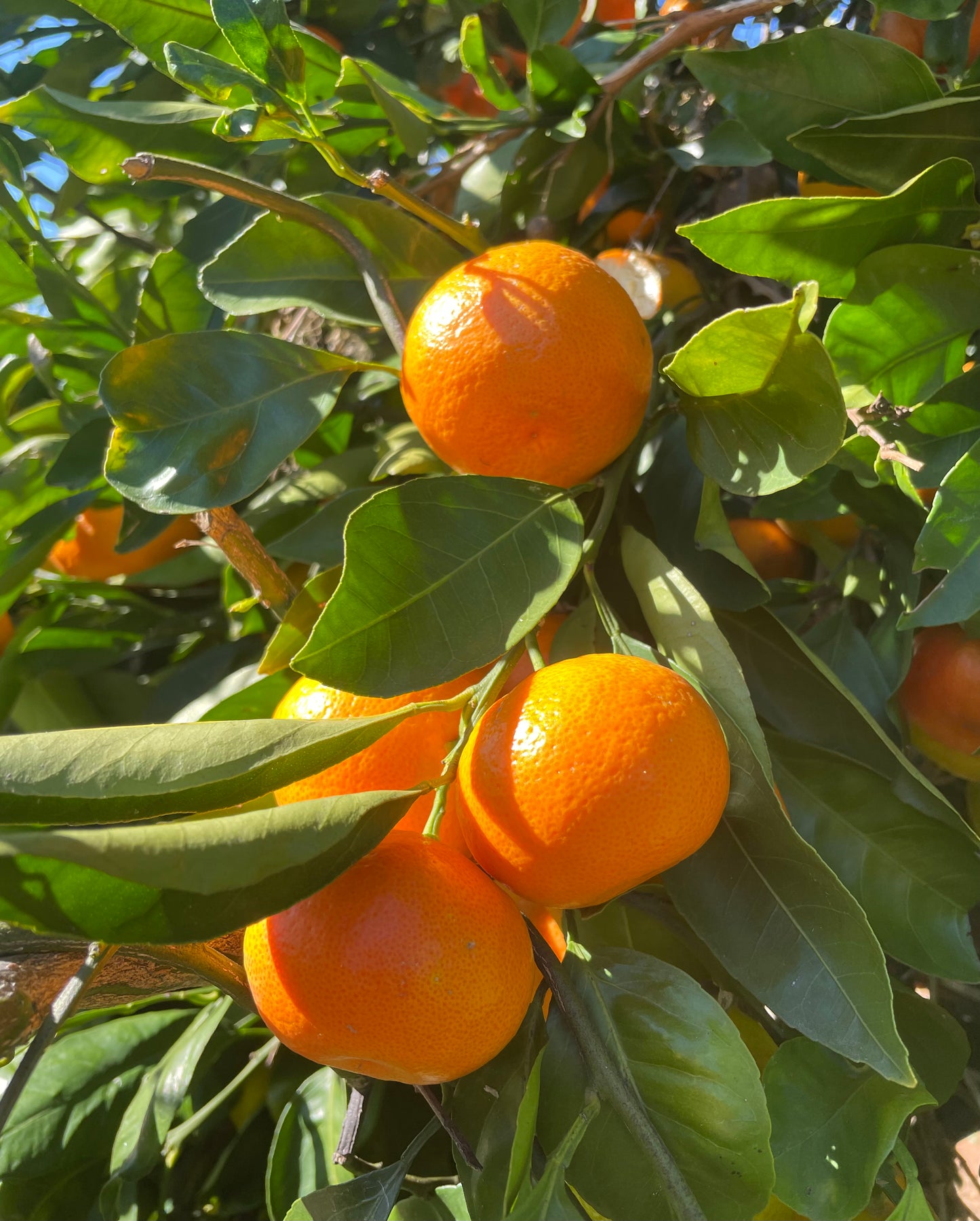 Small Tangerines (with seed)- 1 Dozen