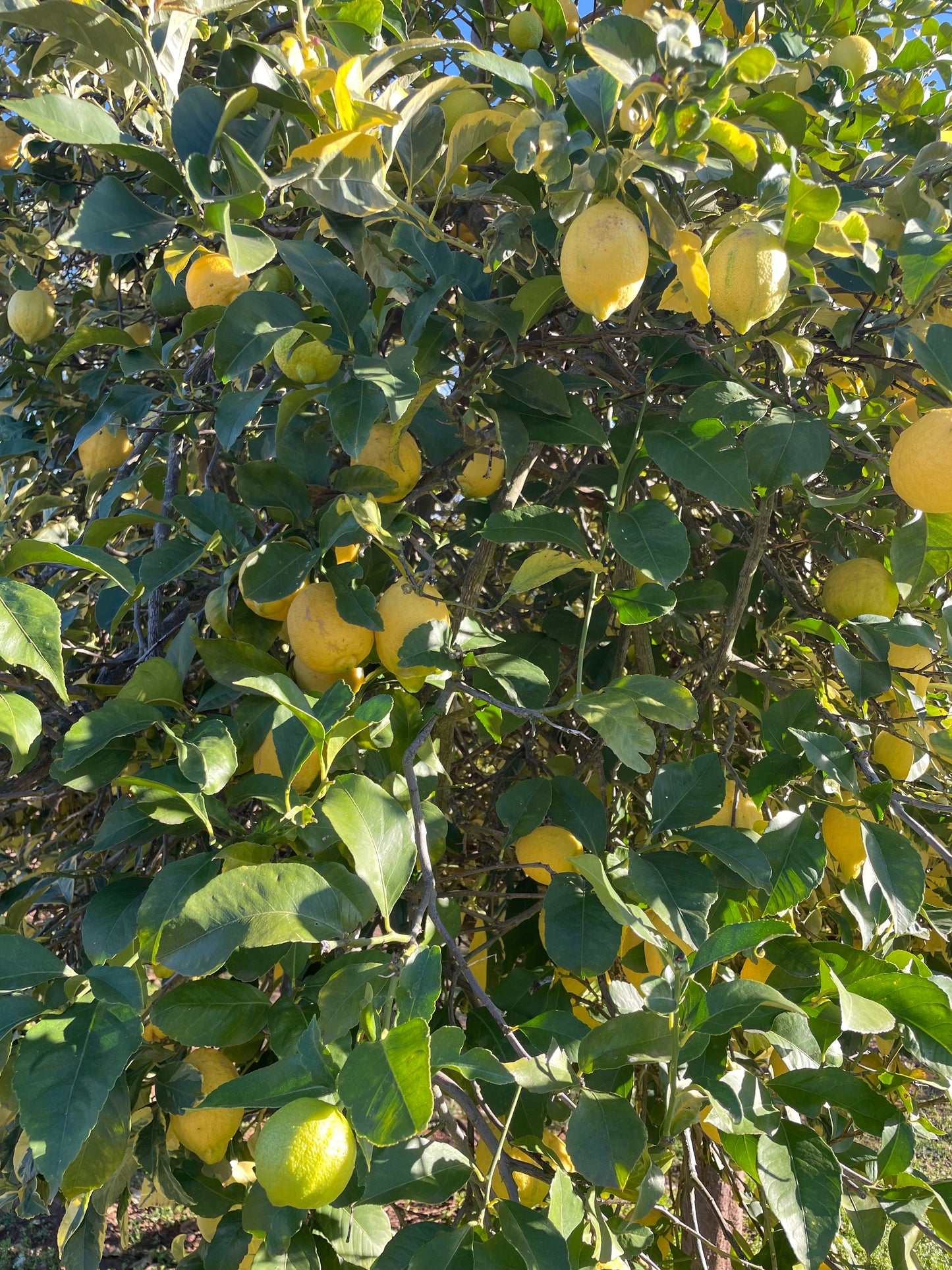 Variegated Lemon- Three Pieces