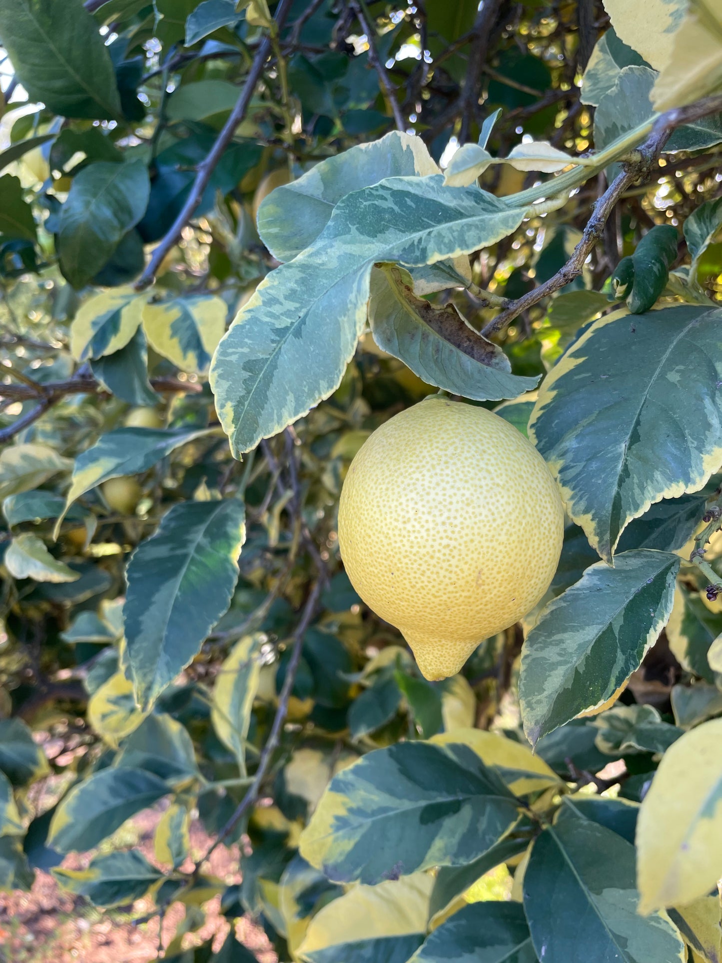 Variegated Lemon- Three Pieces