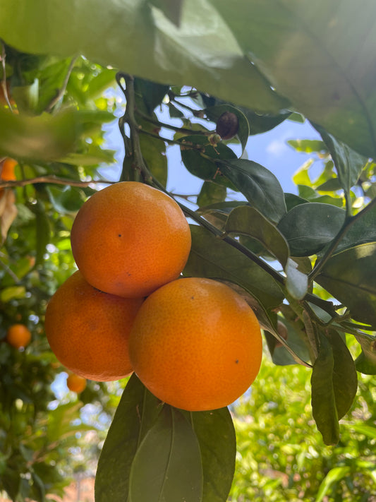 COMING SOON- Tangerines (with seed)- 1 Dozen